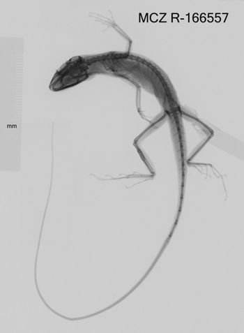 Media type: image;   Herpetology R-166557 Aspect: dorsoventral x-ray